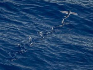 New Public Art Installation Unveiled in Harvard Square